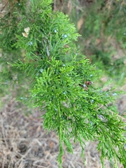 Juniperus virginiana