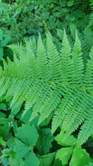 Athyrium