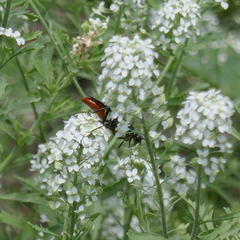Sphecidae