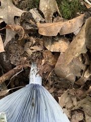 Lactarius indigo