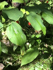 Streptopus amplexifolius