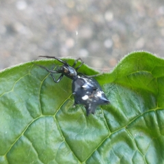 Micrathena gracilis