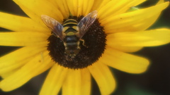 Eristalis transversa
