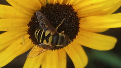 Eristalis transversa