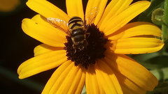 Eristalis transversa