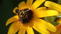 Eristalis transversa