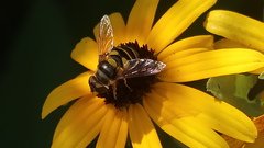 Eristalis transversa
