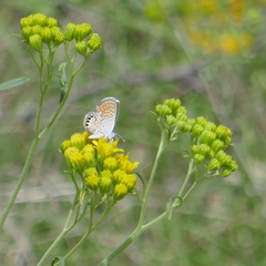 Brephidium exilis