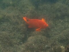 Hypsypops rubicundus