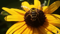 Eristalis transversa