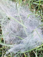 Frontinella pyramitela