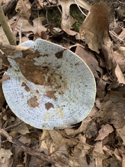 Lactarius indigo