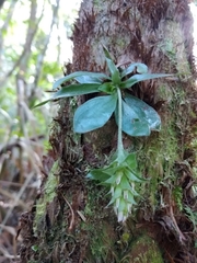 Eurystyles actinosophila