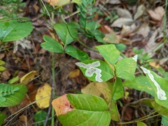 Cameraria guttifinitella