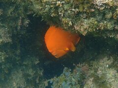 Hypsypops rubicundus