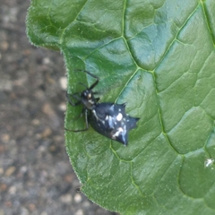 Micrathena gracilis