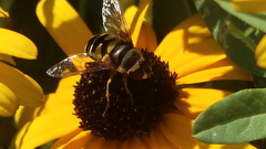 Eristalis transversa