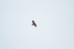 Buteogallus anthracinus