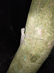 Diploderma swinhonis