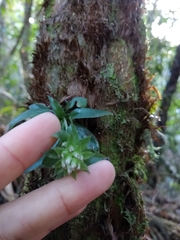 Eurystyles actinosophila