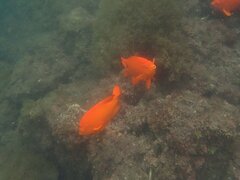 Hypsypops rubicundus