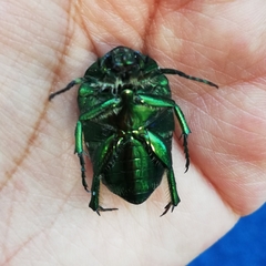 Cotinis mutabilis typica