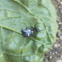 Micrathena gracilis