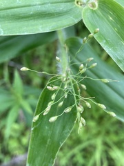 Dichanthelium