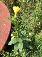 Oenothera pilosella