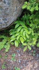 Berberis nervosa