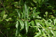 Salix eriocephala