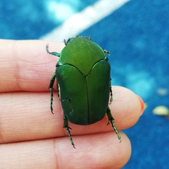 Cotinis mutabilis typica