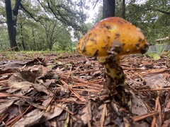 Amanita flavoconia