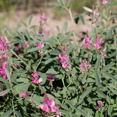 Indigofera trita