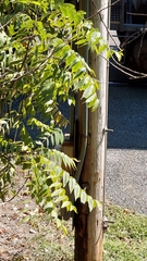 Juglans
