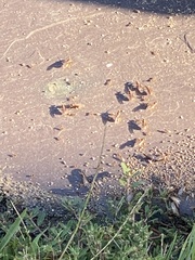 Tetramorium immigrans