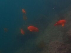 Hypsypops rubicundus