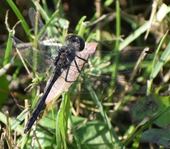 Sympetrum danae