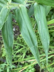 Dichanthelium
