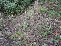 Zephyranthes tubispatha