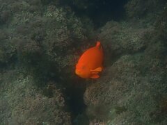 Hypsypops rubicundus