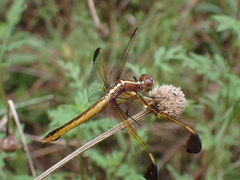 Libellula flavida