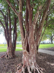 Lagerstroemia indica