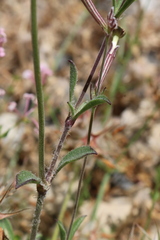 Silene imbricata image