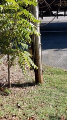 Juglans