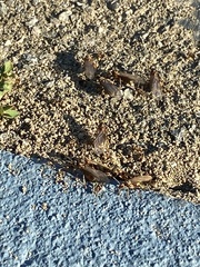 Tetramorium immigrans