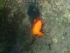 Hypsypops rubicundus