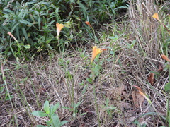 Zephyranthes tubispatha