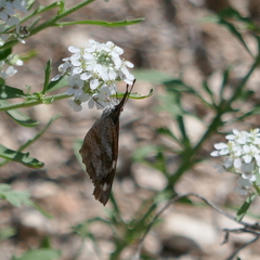 Libytheana carinenta