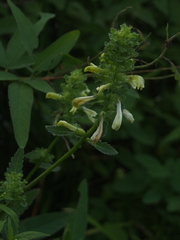 Pedicularis lanceolata